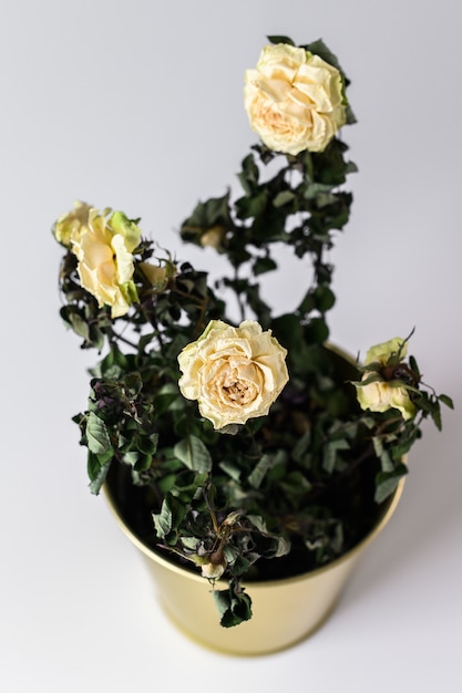 Dried rose in a gold pot