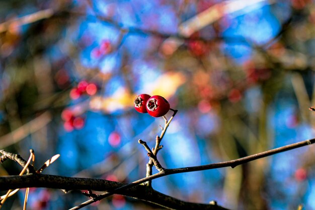 Dried rose hip berries on a branch blurred background