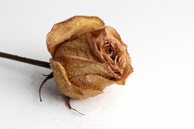 dried rose petal in a drop of water on white