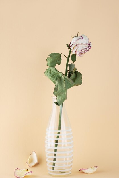 Dried rose in a vase on a beige background Loss of strength love has passed the end of life burnout