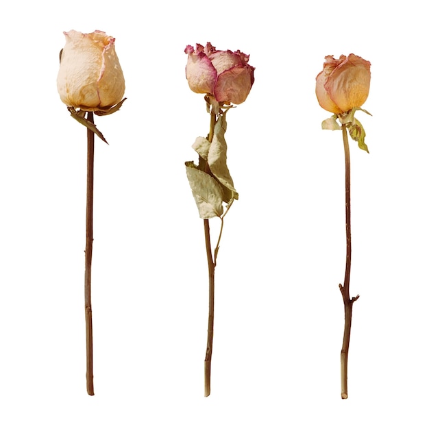 dried roses png sticker transparent background