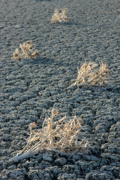 Photo dried salt lake and thorns