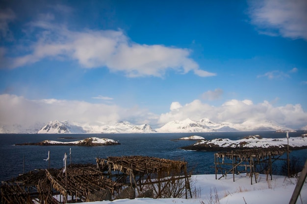 Dried and salted cod in lofoten islands northern norway