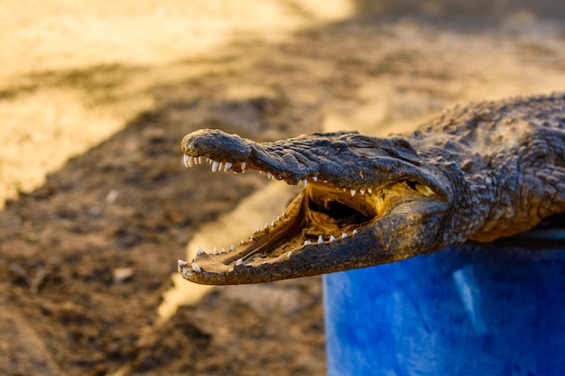 Dried scarecrow of young nile alligator