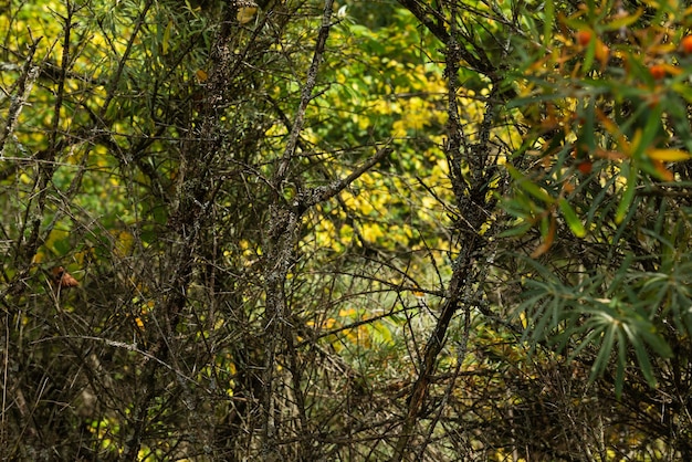 Photo dried sea buckthorn bushes in the park