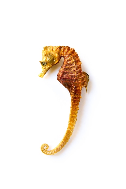 Dried seahorse skeleton isolated on a white background