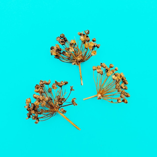 Dried seasoning Herbarium Minimal style