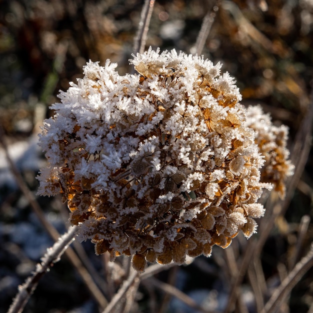 Dried snow-covered brown hydrangea flowers in the garden in winter