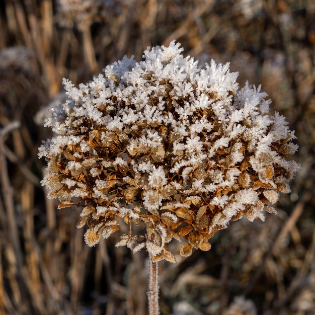 冬の庭で雪に覆われた茶色のアジサイの花を乾燥させた