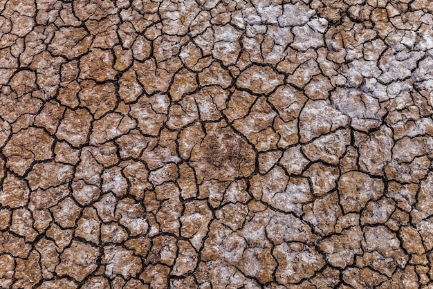 Dried soil with salt crystals