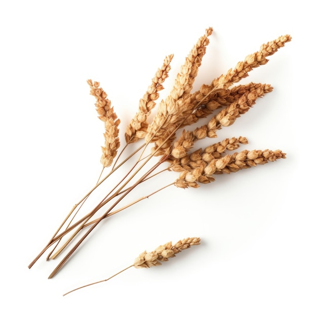 Dried Sorghum clusters isolated on white background Generative AI