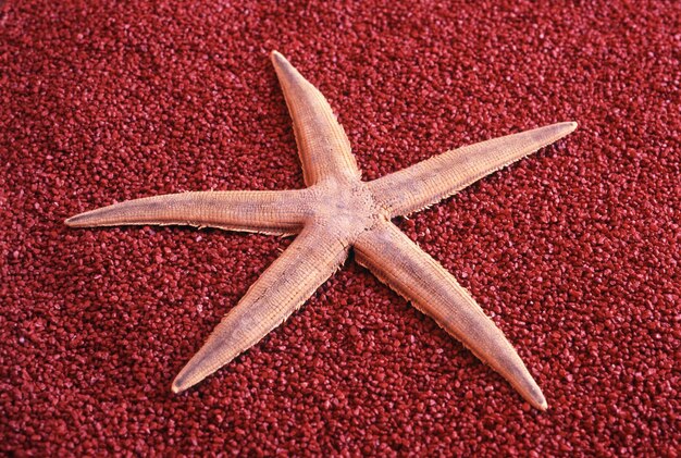 Dried starfish on a red background