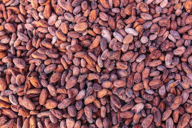 Sfondo di fave di cacao essiccato e essiccato al sole