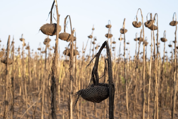 Dried sunflower from the scorching sun. Drought in southern Russia.