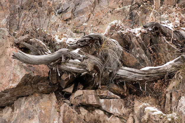 Высушенная ветка дерева на скале