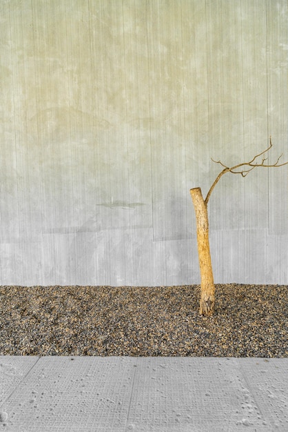 dried tree decorate with concrete wall and copy space