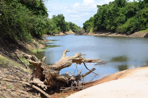 사진 어부가 있는 아름다운 강 전망의 말린 나무