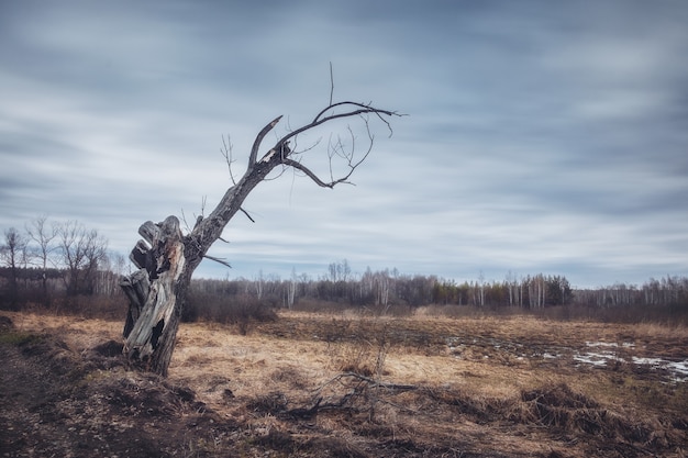 Dried tree