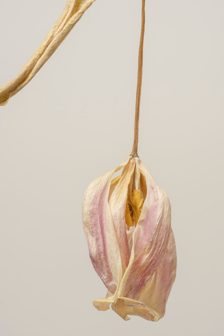Photo 灰色の背景に乾燥したチューリップの花