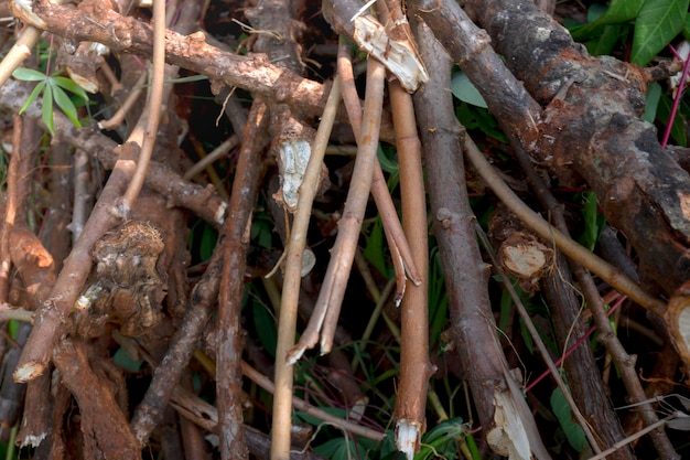 Photo dried twigs on the ground