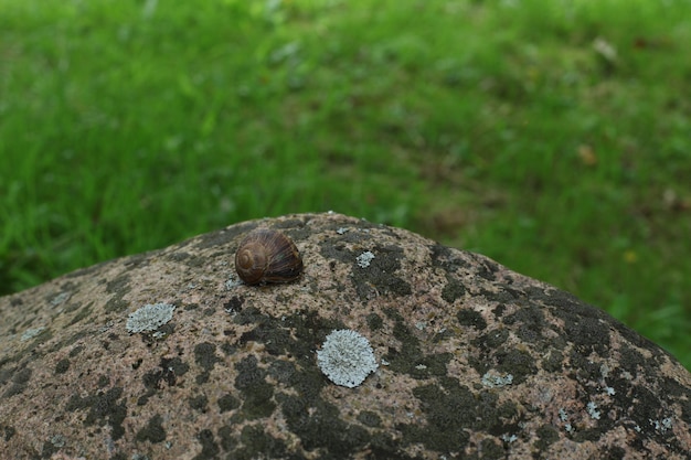 Lumaca secca attaccata al muro di pietra.