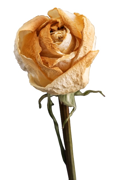 dried white rose flower design element