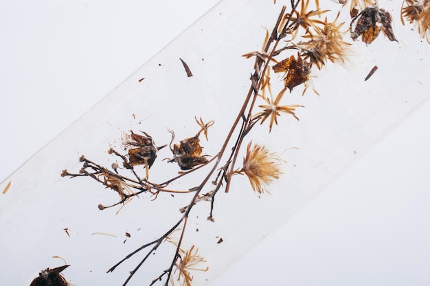 Dried wild flowers for doceration