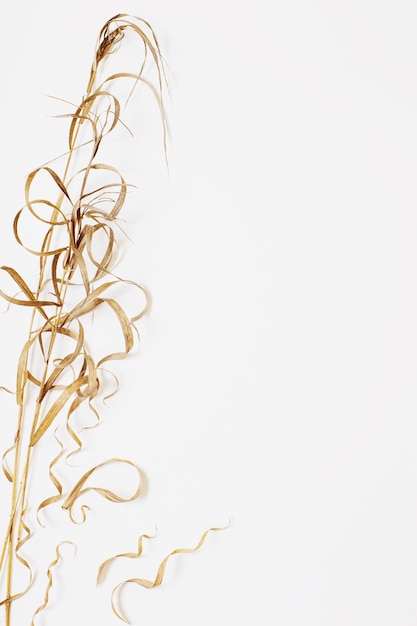 Dried wild plants on white background