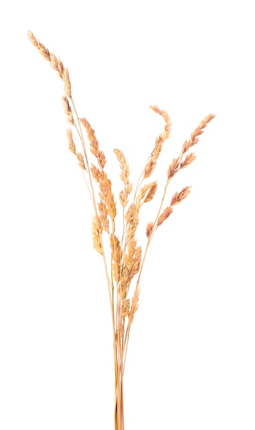 Dried wild spikelet flowers, isolated on white space. Spikelet flowers wild meadow plants.