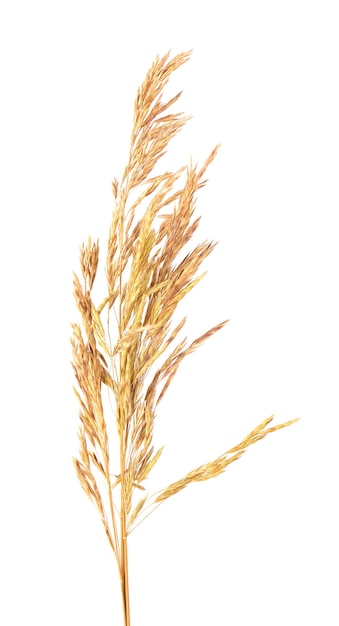 Dried wild spikelet flowers