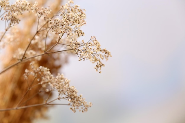 明るい背景で乾燥した野花