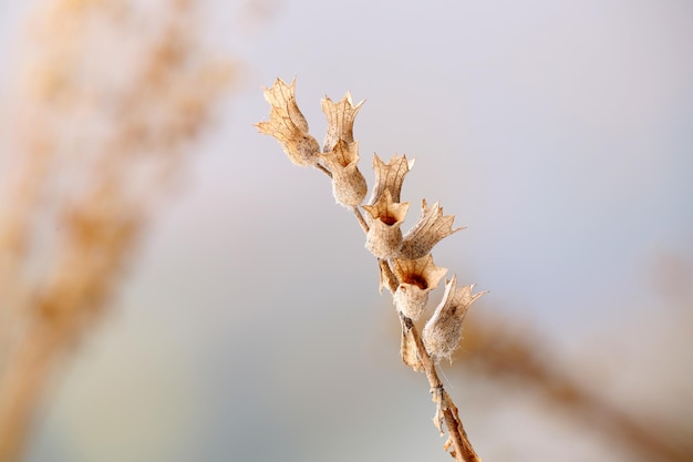 明るい背景で乾燥した野花