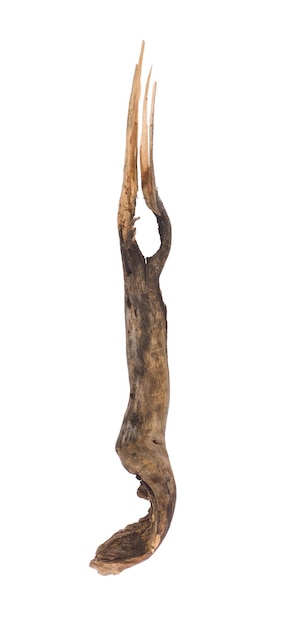 dried wooden root snag isolated on white background