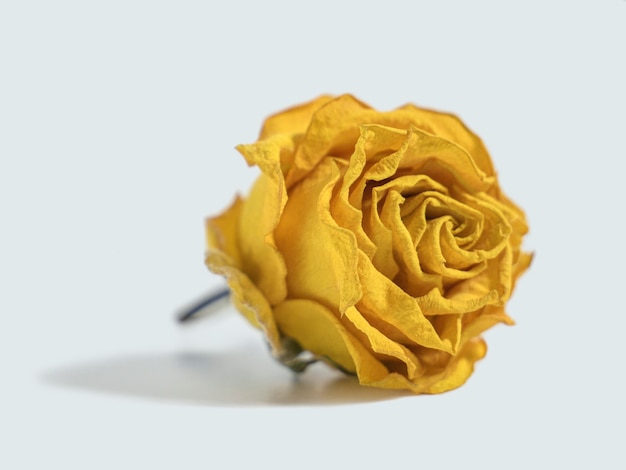 Dried yellow rose flower head isolated