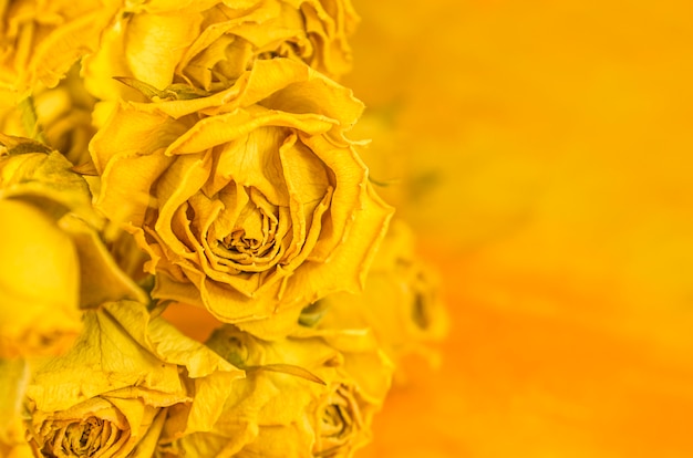 Dried yellow roses  background