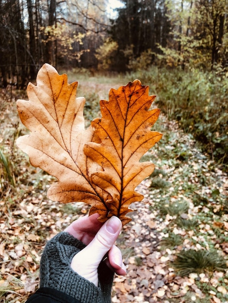 Dried and yellowed oak leaves in human hand against autumn forest background