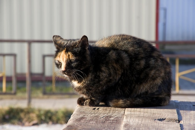 Driekleurige kat close-up schattig dier