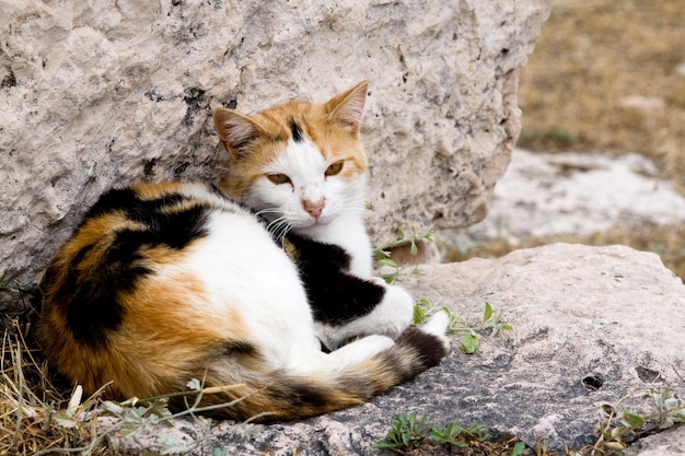 Driekleurige kat die in de ruïnes van Athene, Peloponnesos, Griekenland leeft