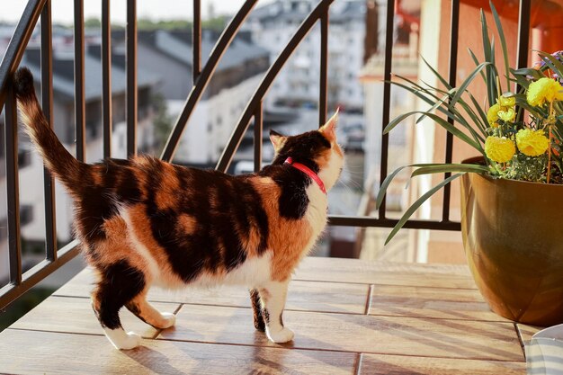 Driekleurige kat eet bloemen uit potten bij zonsondergang op het balkon