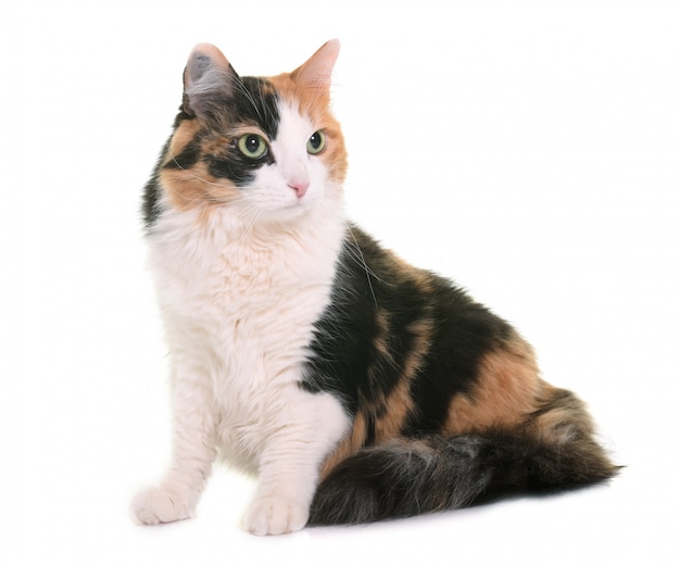 driekleurige kat in de studio