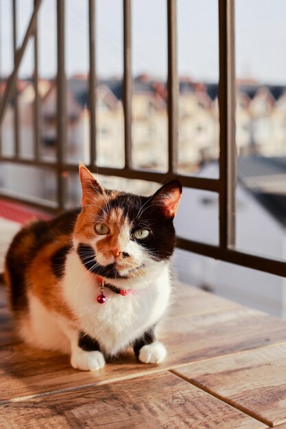 Driekleurige kat koestert zich in de laatste zonnestralen bij zonsondergang op het balkon