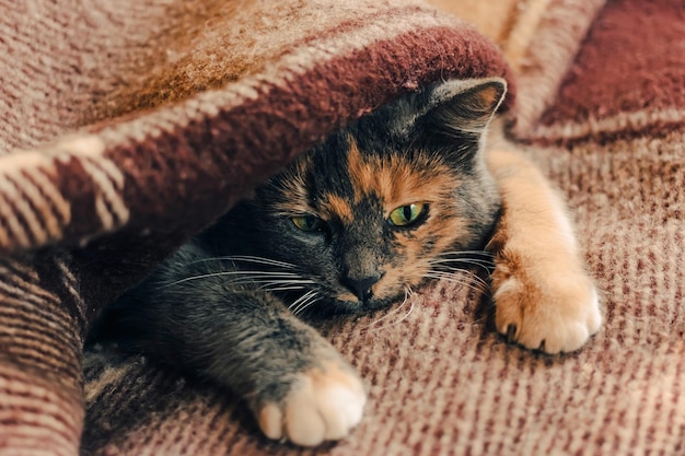 Driekleurige kat ligt met uitgestrekte poten onder een wollen geruite deken