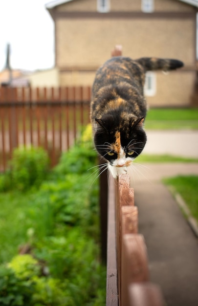 Driekleurige kat loopt langs de rand van een houten hek en sluipt recht op je af