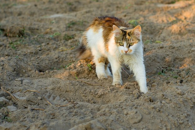 Driekleurige kat op jacht in het veld