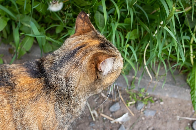 Driekleurige kat snuift gras en lopende close-up