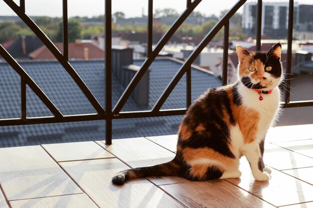 Driekleurige kat zittend op het balkon bij zonsondergang onder warme stralen