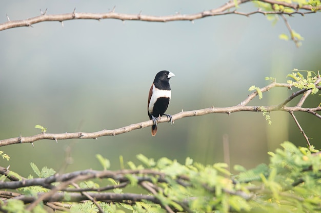 Driekleurige munia-vogel neergestreken op een struiktak