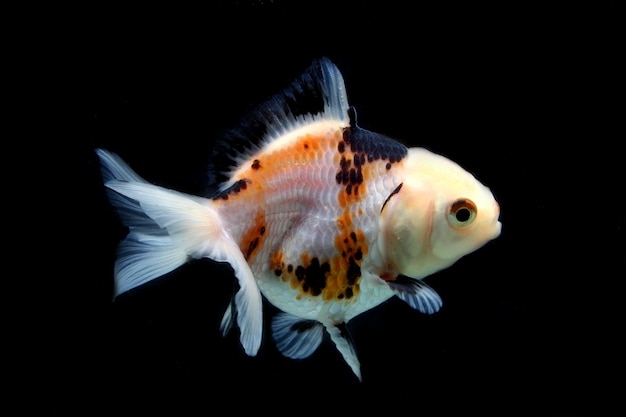 driekleurige oranda fancy goudvis op zwarte achtergrond