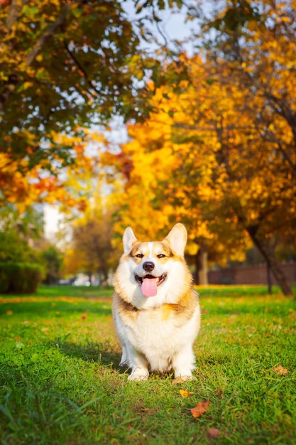 Driekleurige welsh corgi pembroke in het herfststadspark