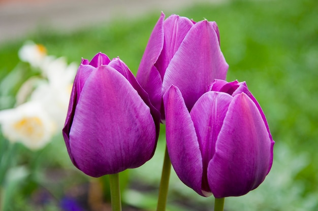 Drievoudige paarse tulpen in macro-weergave